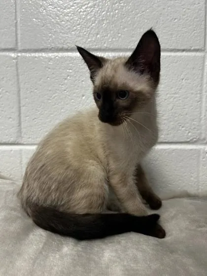 An adult small-sized male Domestic Short Hair cat named Keebler for adoption in Spruce Pine, NC