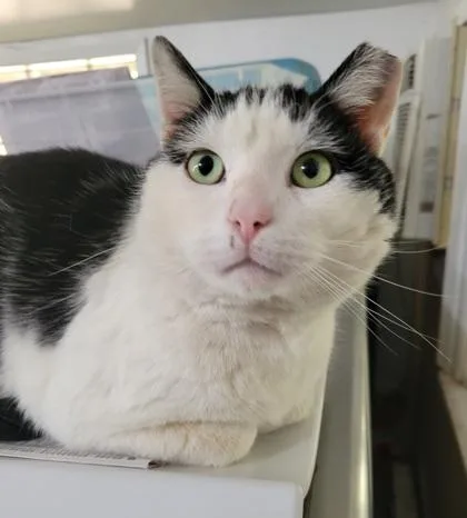 A senior large-sized male Black & White / Tuxedo Domestic Short Hair cat named Mister Moon for adoption in Annapolis, MD