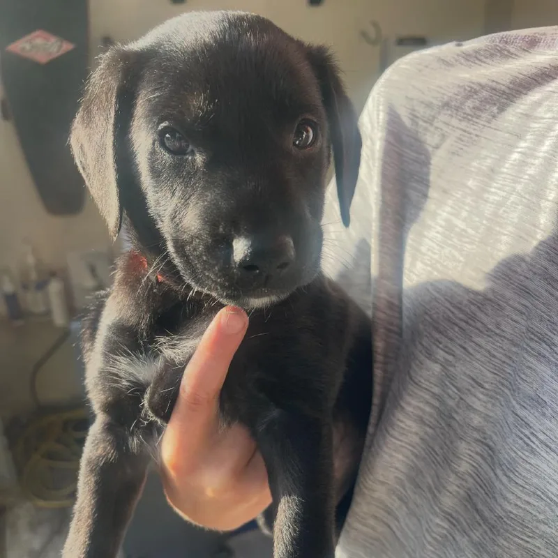 A baby medium-sized male Black Labrador Retriever dog named Makani for adoption in Escondido, CA
