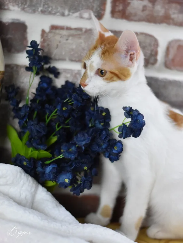 A young medium-sized male Orange & White Domestic Short Hair cat named Dipper for adoption in Conroe, TX