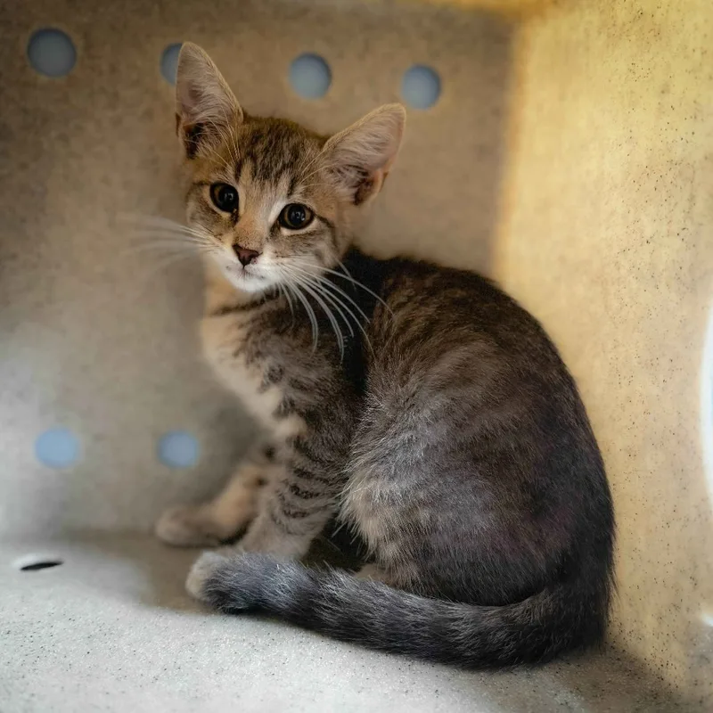 A baby small-sized male Domestic Short Hair cat named Dobby for adoption in Bastrop, TX