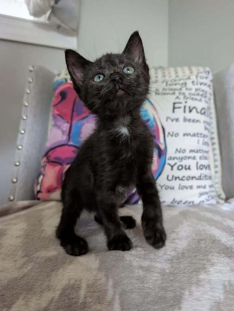 A baby medium-sized male Black Domestic Short Hair cat named Tiny Tot for adoption in Emerald Isle, NC