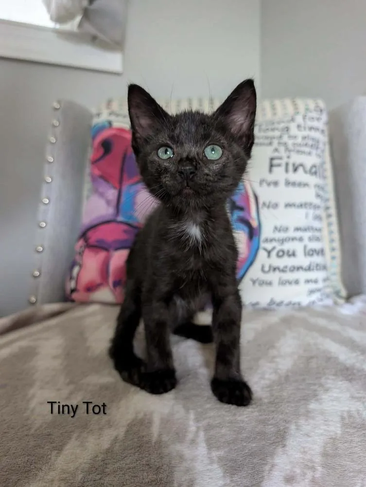 Tiny Tot thumbnail 3