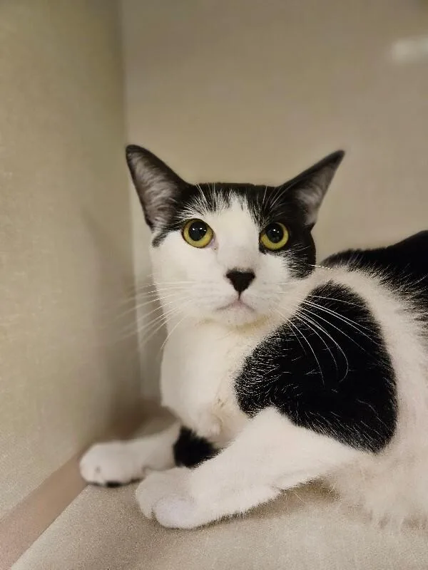 An adult medium-sized female Black Domestic Short Hair cat named Taffy Lee Fubbins for adoption in Fort Collins, CO