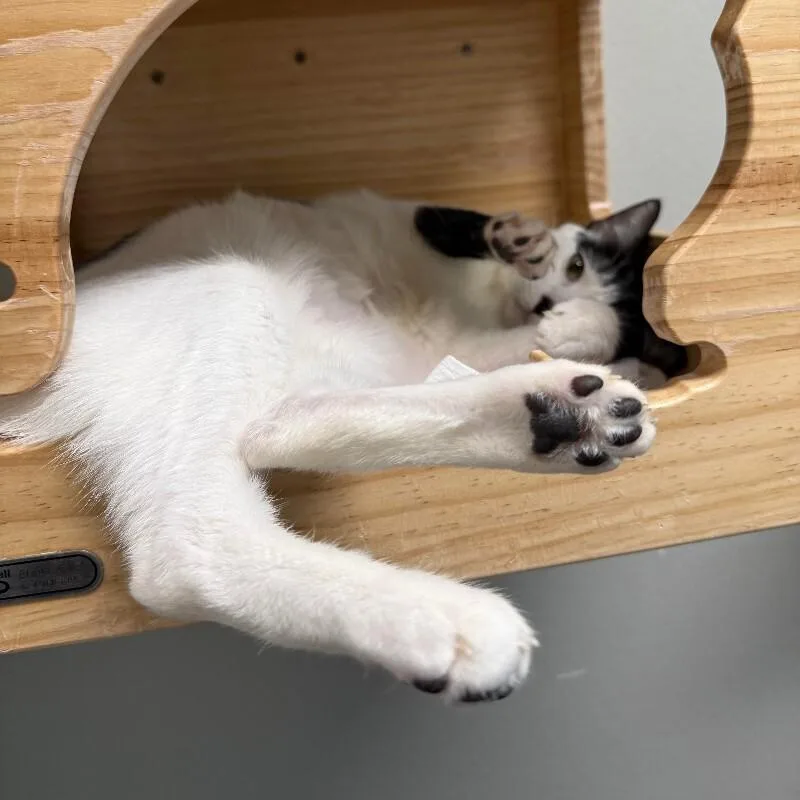 Taffy Lee Fubbins thumbnail 3