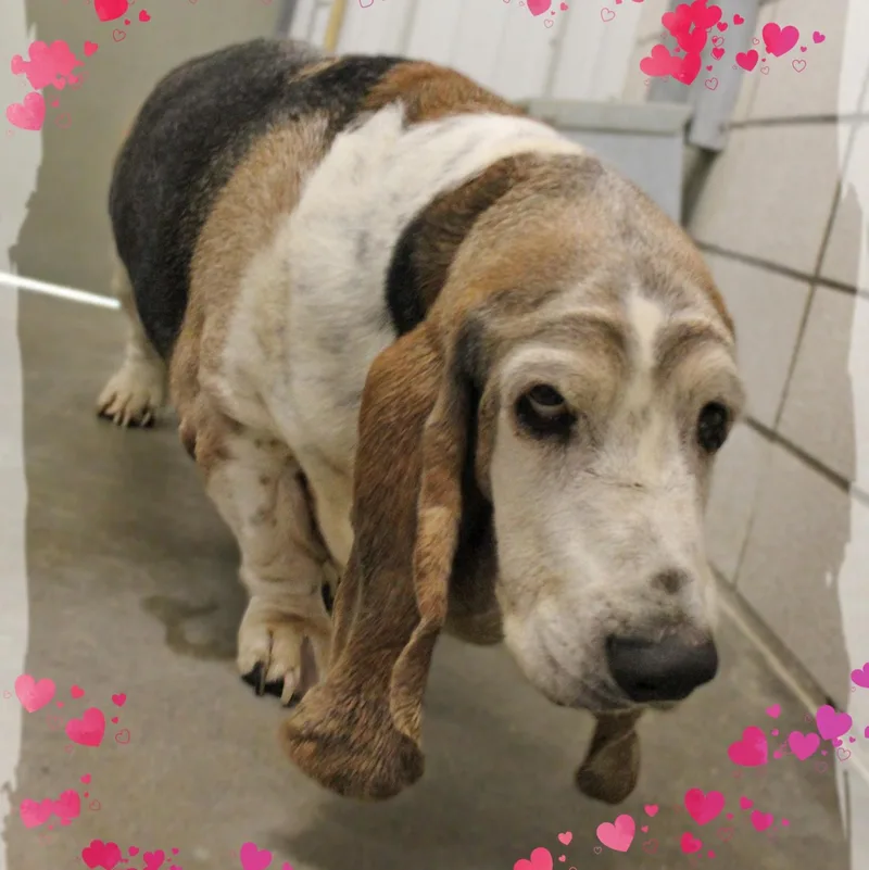 A senior medium-sized male Tricolor (Brown, Black, & White) Basset Hound dog named Cooper for adoption in Amelia, OH