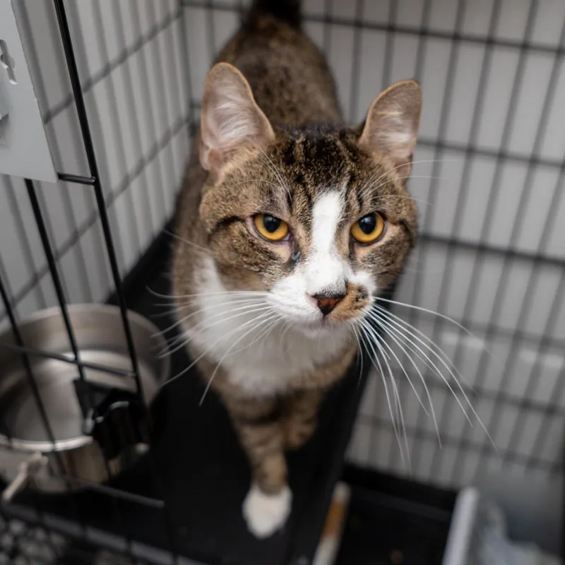 An adult medium-sized male Brown / Chocolate Domestic Short Hair cat named Jo for adoption in New York, NY