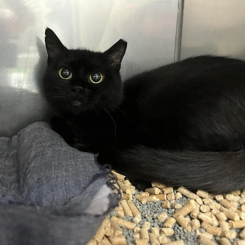 A young medium-sized female Black Domestic Short Hair cat named Trestle for adoption in Lyndhurst, VA