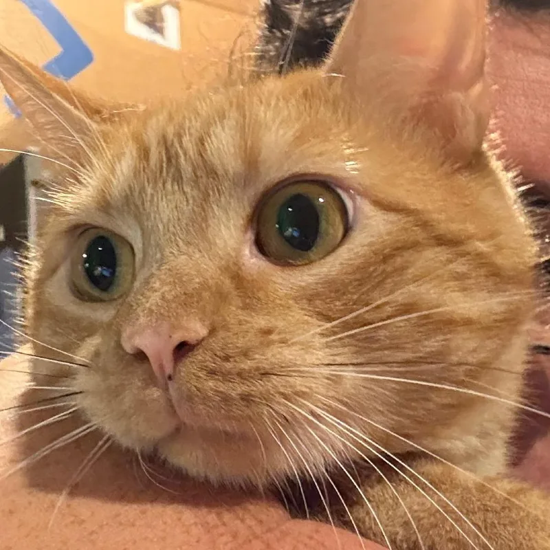 An adult medium-sized male Orange / Red Domestic Short Hair cat named Sonny for adoption in Granby, MO