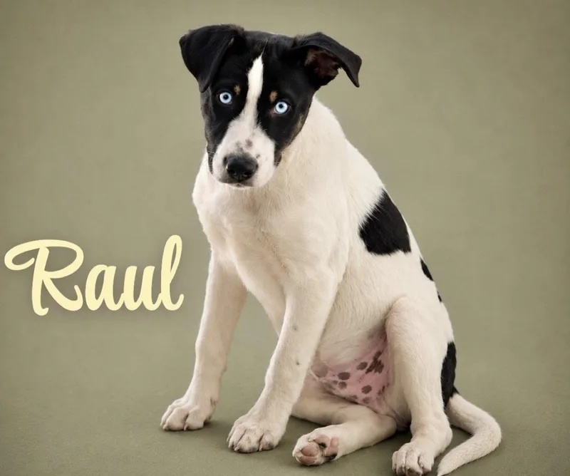 A baby large-sized male Catahoula Leopard Dog dog named Raul for adoption in Manchester, CT