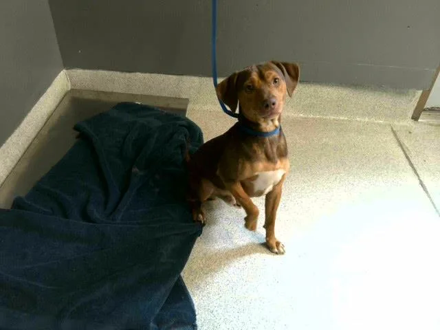 An adult medium-sized male Beagle dog named Kodak for adoption in Tallahassee, FL