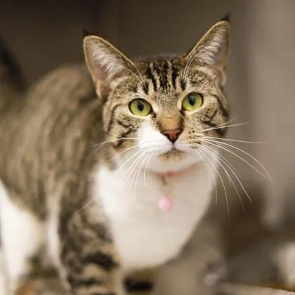 An adult small-sized female Brown / Chocolate Domestic Short Hair cat named Cassidy for adoption in Atlanta, GA