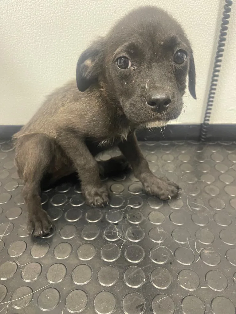 A baby medium-sized female Labrador Retriever dog named Wendy for adoption in Seven Points, TX