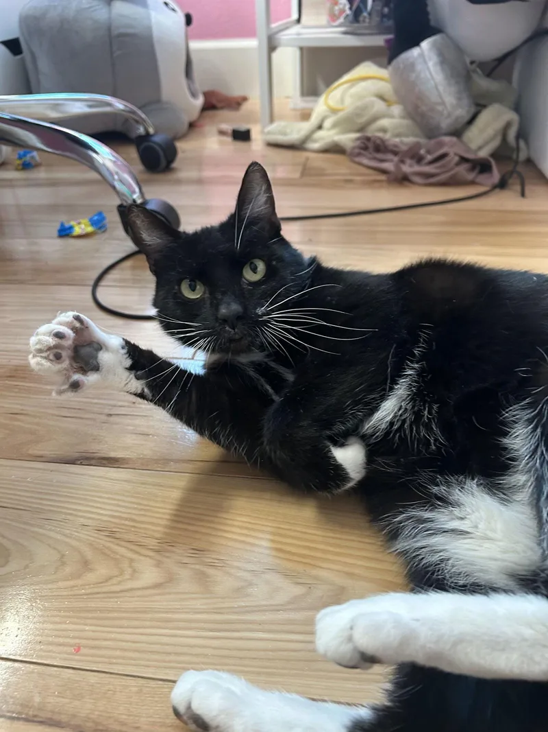 Whiskers thumbnail 2