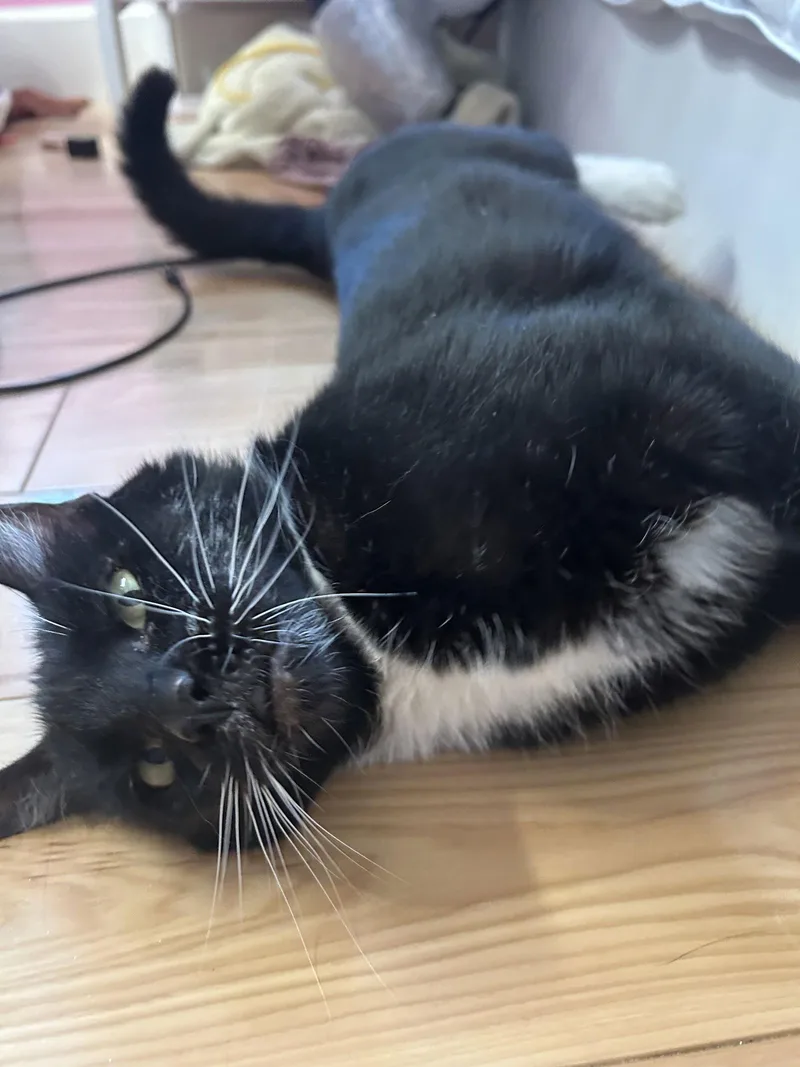 Whiskers thumbnail 3