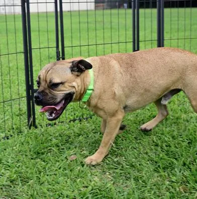 A young small-sized male Black Pug dog named Gizmo for adoption in Liverpool, TX