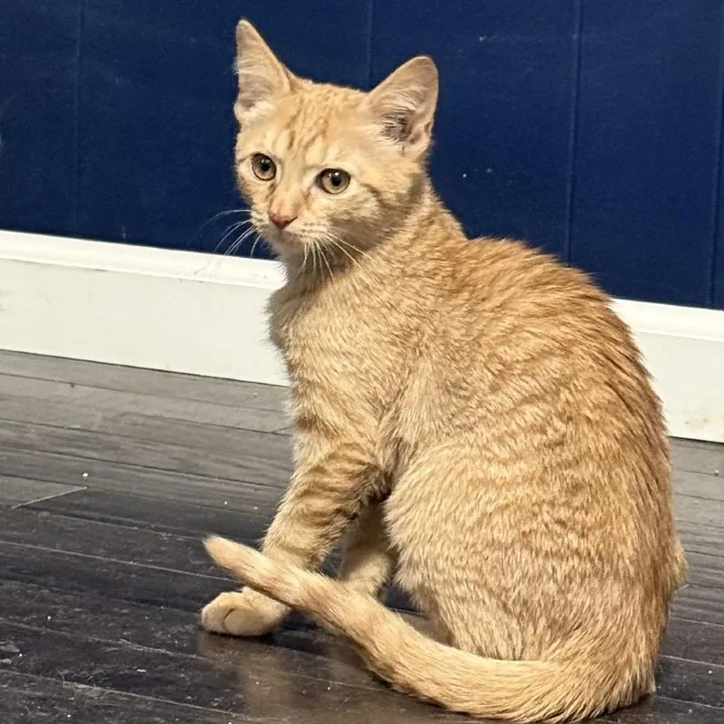 A baby small-sized female Orange / Red Domestic Short Hair cat named Burnt Sienna for adoption in Jarrettsville, MD