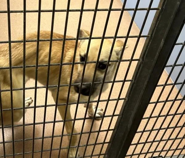 A young large-sized male Shepherd dog named Pibbles for adoption in San Diego, CA