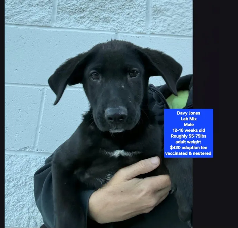 A baby large-sized male Black Labrador Retriever dog named Davy Jones for adoption in Oviedo, FL