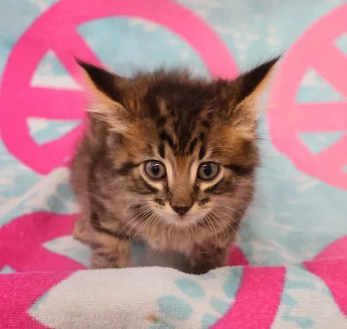 A baby medium-sized male Domestic Medium Hair cat named Pablo for adoption in Thief River Falls, MN