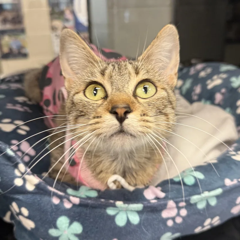 An adult small-sized female Domestic Short Hair cat named Opal for adoption in Kearney, NE