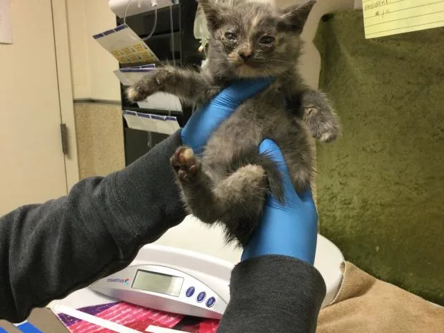A baby small-sized female Domestic Short Hair cat named A for adoption in Riverside, CA