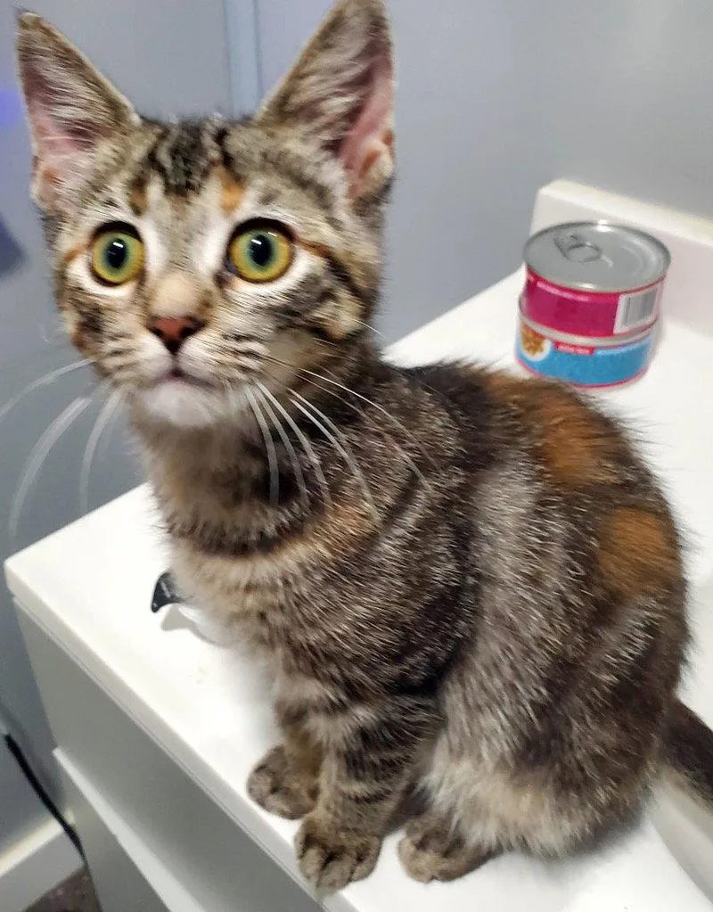 A baby medium-sized female Domestic Short Hair cat named Jazzy for adoption in Cromwell, KY