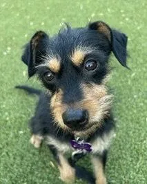 A young medium-sized female Terrier dog named Millie for adoption in Corona, CA