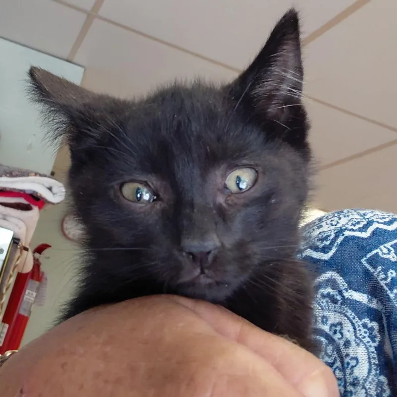 A baby small-sized male Black Domestic Short Hair cat named John for adoption in Spokane, WA
