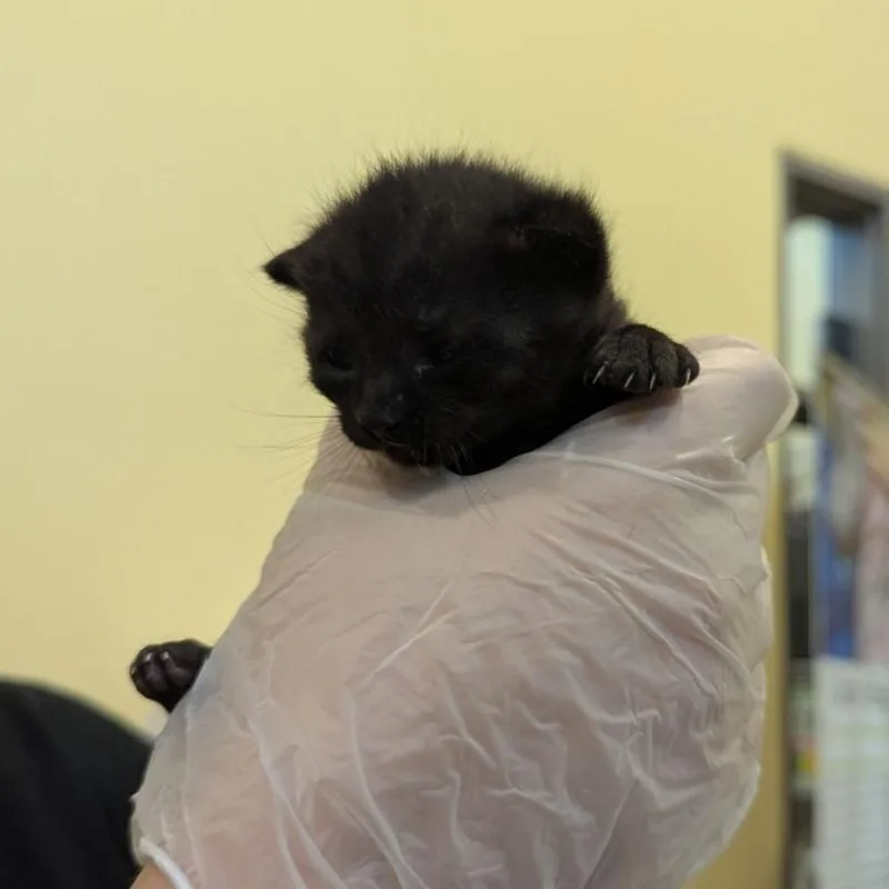 A baby small-sized male White Domestic Short Hair cat named Champ for adoption in Lynchburg, VA