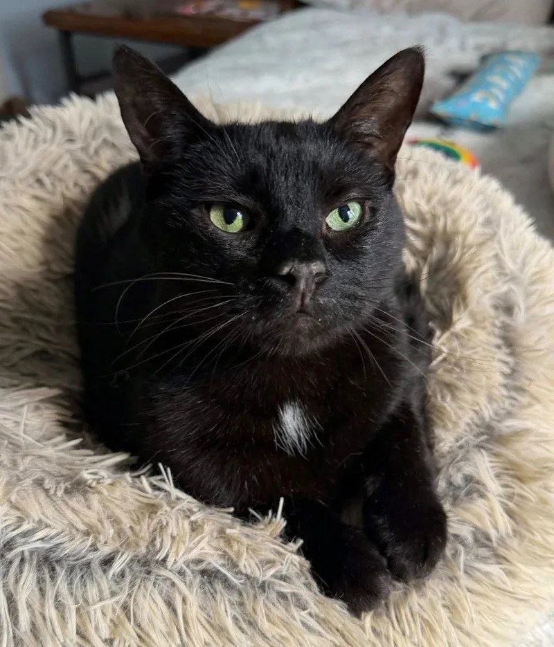 A senior large-sized male Black Domestic Short Hair cat named Timber for adoption in Fargo, ND