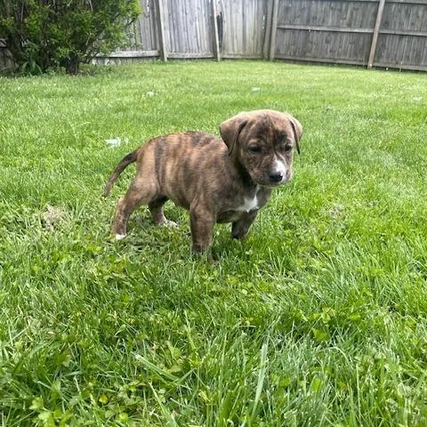 A baby small-sized male Brown / Chocolate Shepherd dog named Oakley for adoption in Dayton, OH