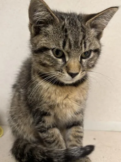 A baby small-sized female Domestic Short Hair cat named Cranberry  I am for adoption in East Brookfield, MA