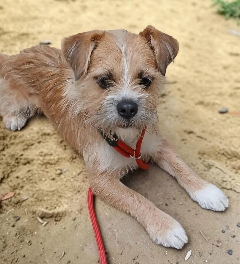 An adult small-sized male Apricot / Beige Mixed Breed dog named Sparky for adoption in Miller Beach, IN