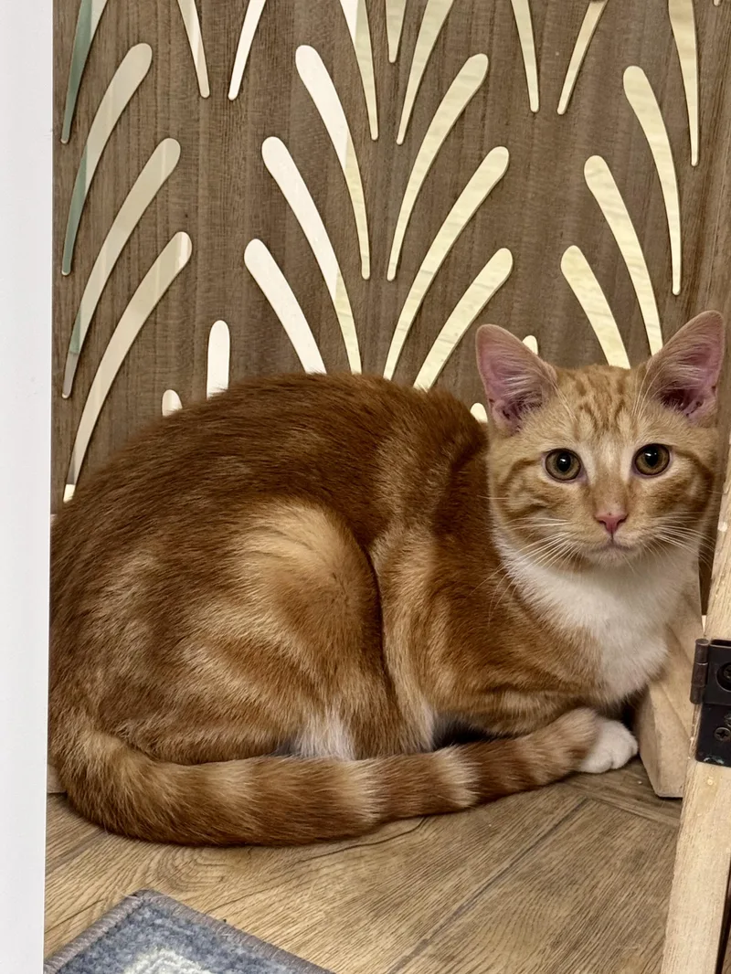 A baby medium-sized male Orange & White Tabby cat named Zippo for adoption in Scottsburg, IN