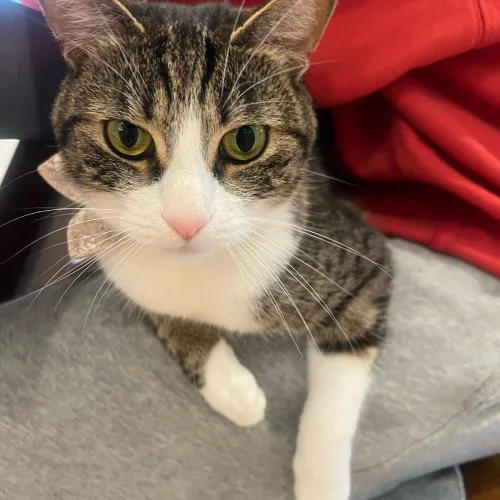 A young medium-sized female Domestic Short Hair cat named Jazz Thieves for adoption in Redmond, WA