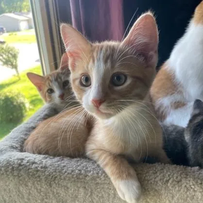 A baby small-sized male Orange / Red Domestic Short Hair cat named Mango for adoption in Springfield, IL