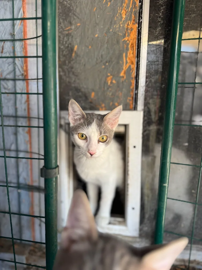 A young medium-sized female Domestic Short Hair cat named Rosy for adoption in Los Angeles, CA