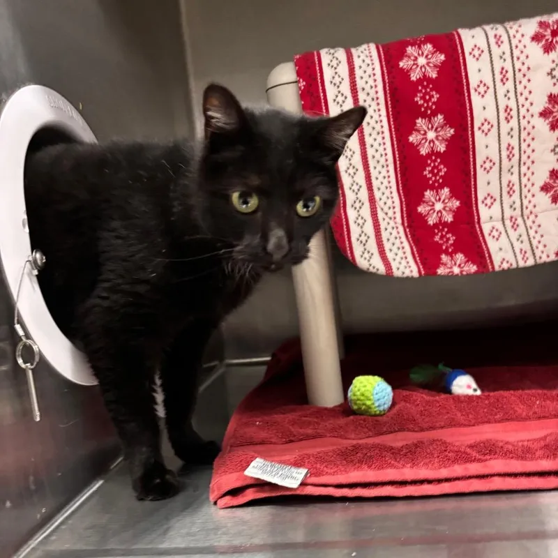 An adult medium-sized female Black Domestic Short Hair cat named Mona Lisa for adoption in Fort Wayne, IN