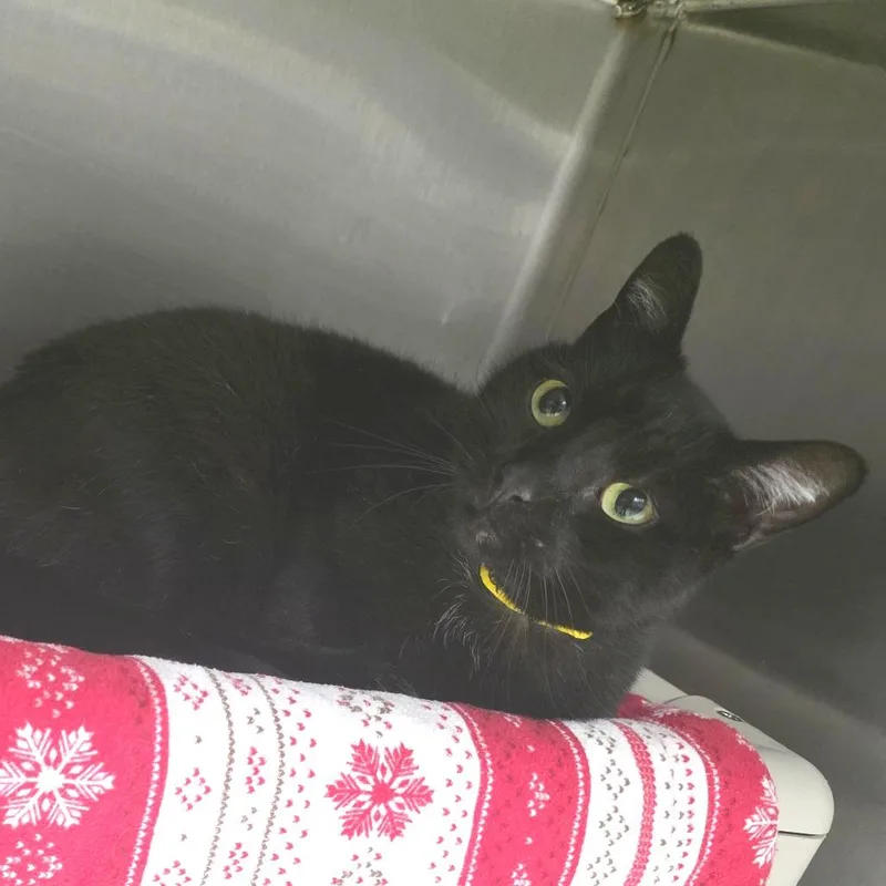 Mona Lisa thumbnail 2