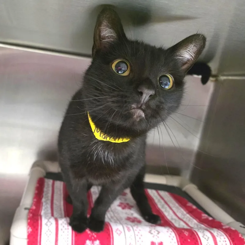 Mona Lisa thumbnail 3