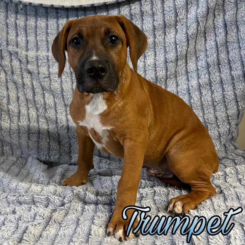 A baby large-sized male Boxer dog named Trumpet for adoption in Hillsboro, OH