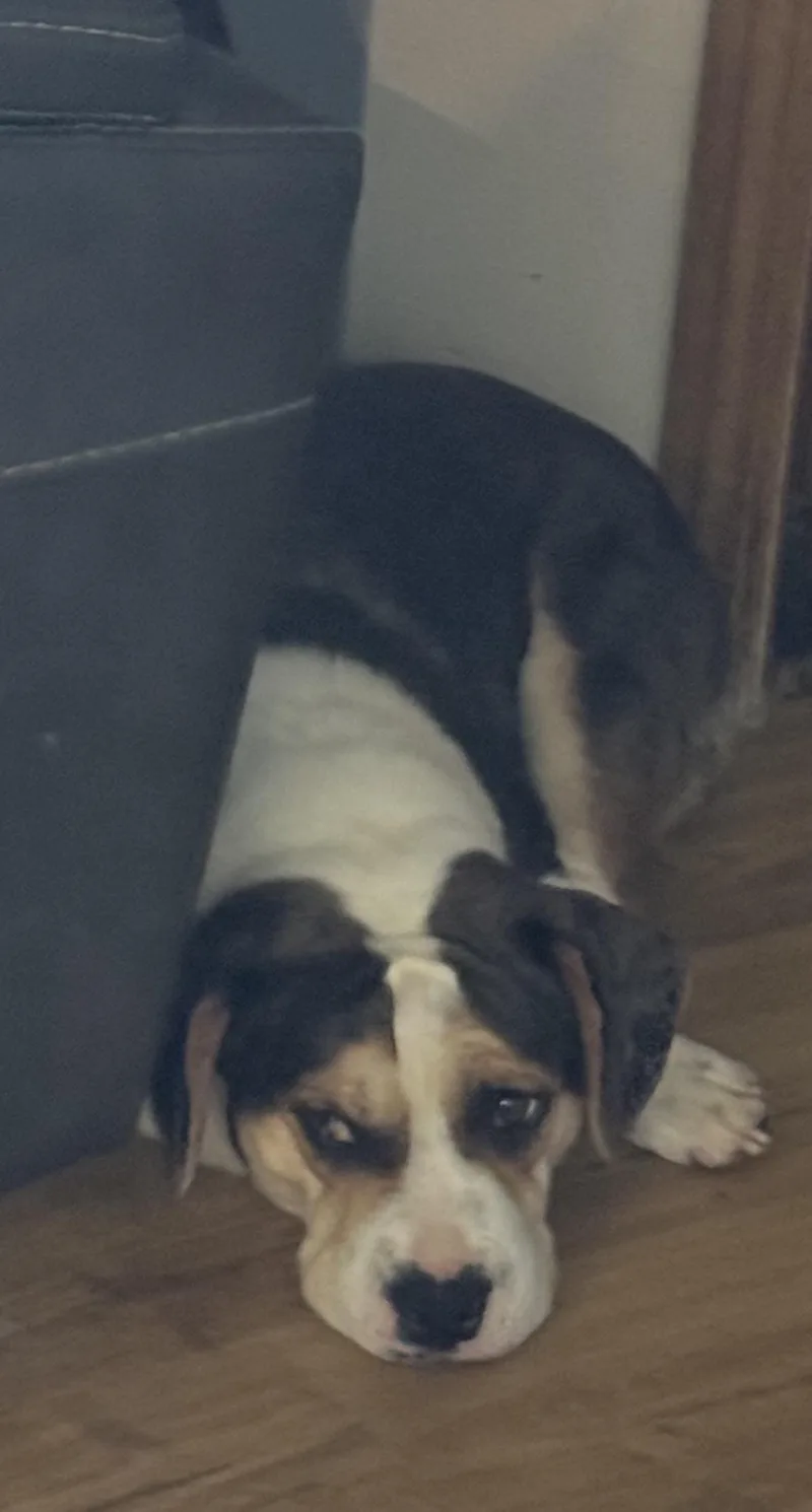 An adult medium-sized female Bicolor English Bulldog dog named Dilly for adoption in North Freedom, WI