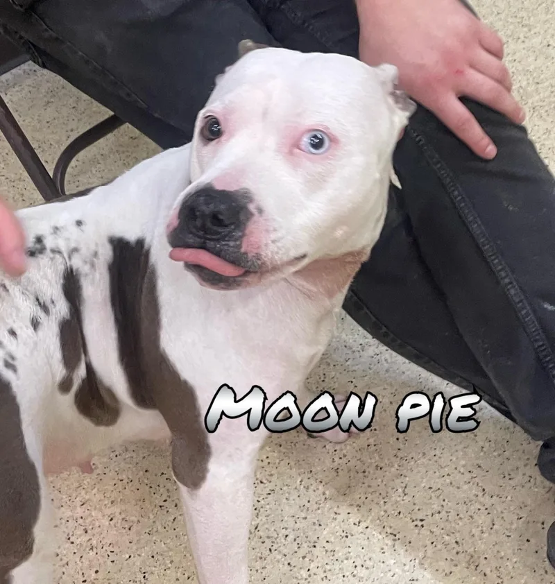 An adult medium-sized female Terrier dog named Moon Pie for adoption in Muncie, IN