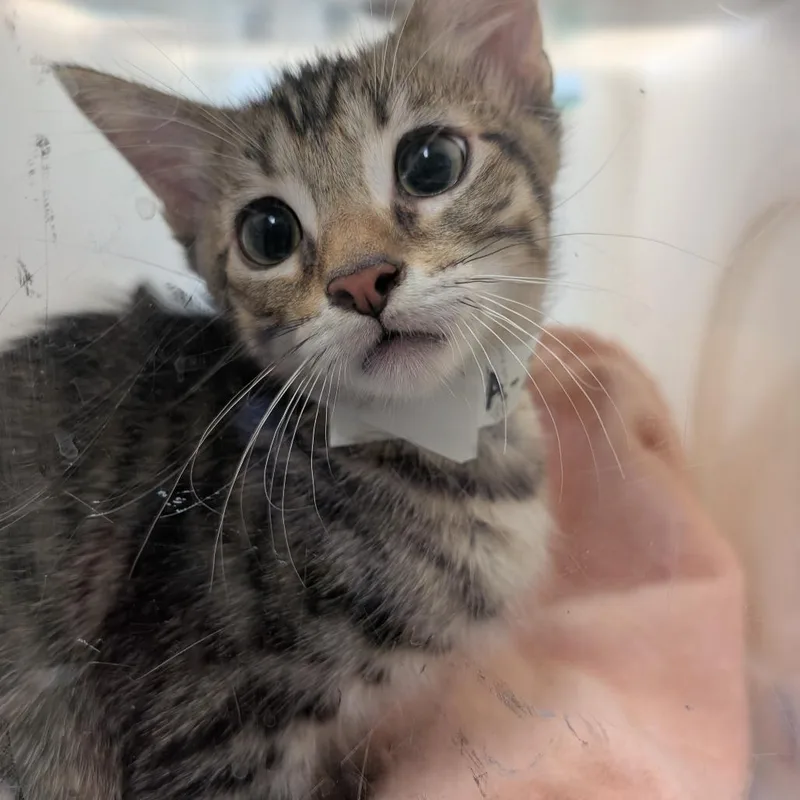 A baby small-sized male Brown / Chocolate Domestic Short Hair cat named Block for adoption in Pasadena, CA