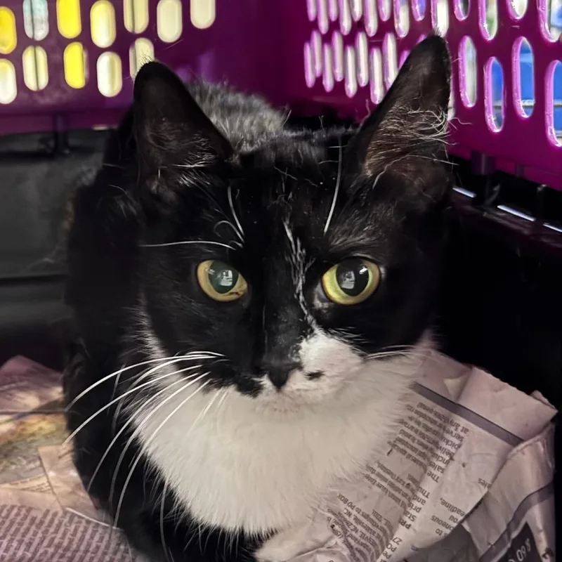 An adult medium-sized female Black & White / Tuxedo Domestic Short Hair cat named Possum for adoption in Rixeyville, VA