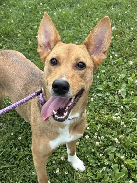 A young medium-sized female German Shepherd Dog dog named Sasha for adoption in Lancaster, OH