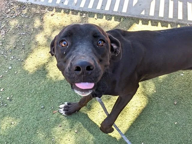 A young large-sized female Labrador Retriever dog named Ophelia for adoption in Phoenix, AZ