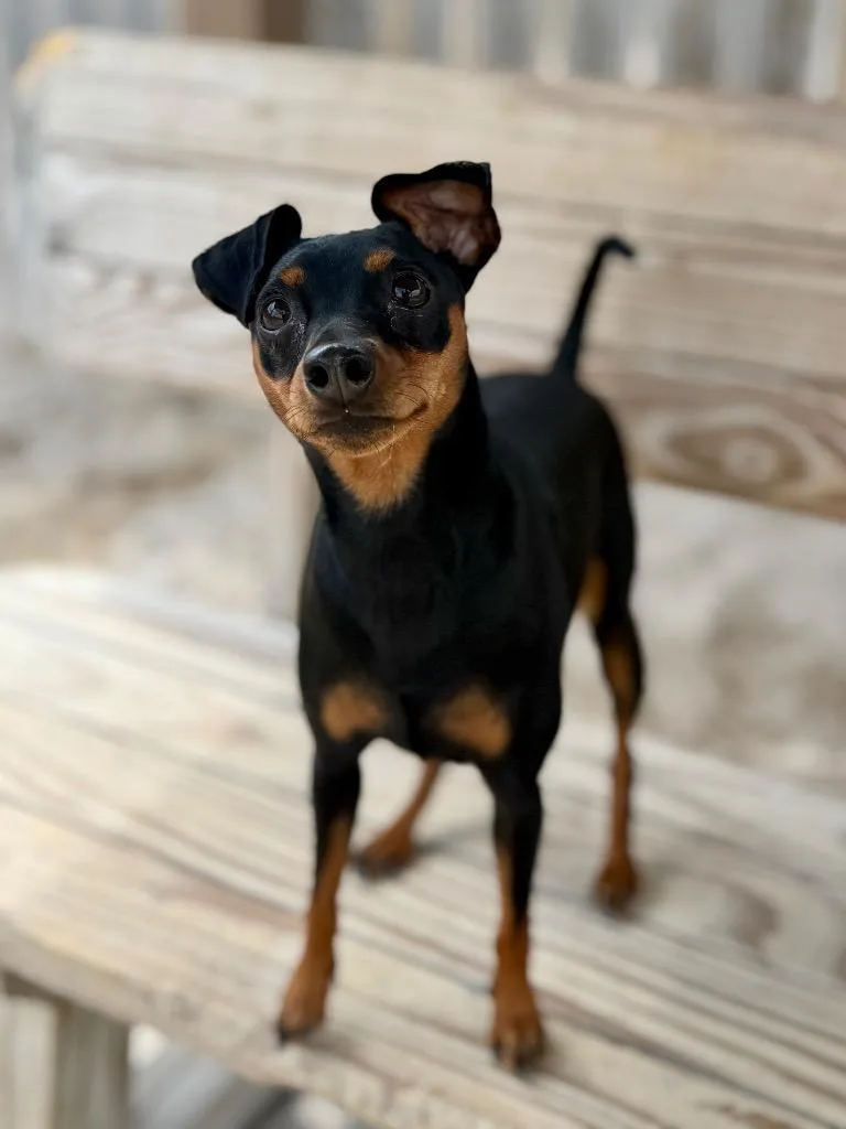 A young small-sized female Miniature Pinscher dog named Angel for adoption in Muskegon, MI