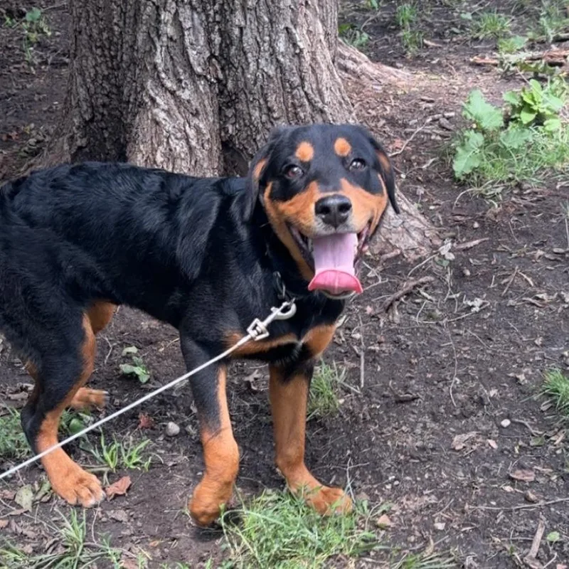 A young medium-sized male Black Rottweiler dog named Chop for adoption in Chicago, IL